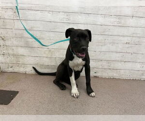 American Pit Bull Terrier-German Shepherd Dog Mix Dogs for adoption in San Bernardino, CA, USA