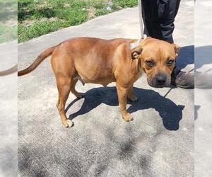 Boxer-Unknown Mix Dogs for adoption in San Antonio, TX, USA