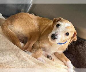 Parson Russell Terrier-Unknown Mix Dogs for adoption in Moreno Valley, CA, USA