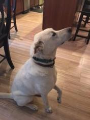 Labrador Retriever-Unknown Mix Dogs for adoption in Haymarket , VA, USA