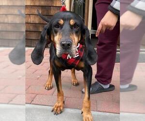 Black and Tan Coonhound Dogs for adoption in Southampton, NY, USA