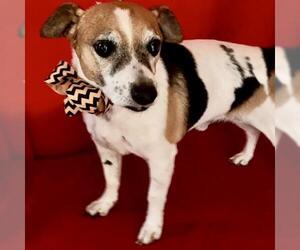 Jack Russell Terrier Dogs for adoption in Thompson, MA, USA
