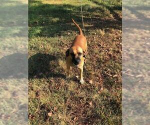 Redbone Coonhound Dogs for adoption in Columbus, NC, USA