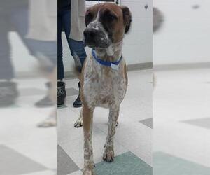Mutt Dogs for adoption in Oklahoma City, OK, USA