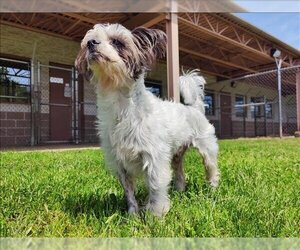 Shih Tzu-Unknown Mix Dogs for adoption in Springfield, MA, USA