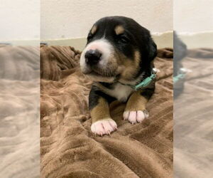 Australian Shepherd Dogs for adoption in Fremont, CA, USA