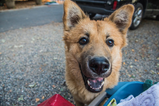 Chow Chow-Unknown Mix Dogs for adoption in Santa Rosa, CA, USA