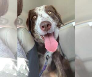 Border-Aussie Dogs for adoption in Dallas, TX, USA