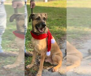 German Shepherd Dog-Unknown Mix Dogs for adoption in Deerfield Beach, FL, USA