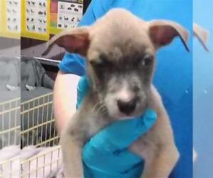 Mutt Dogs for adoption in Tulsa, OK, USA