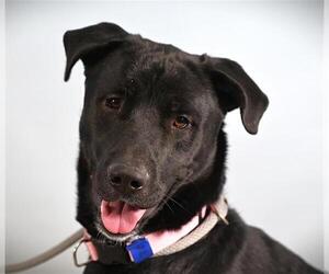 Labrador Retriever-Unknown Mix Dogs for adoption in Fort Collins, CO, USA