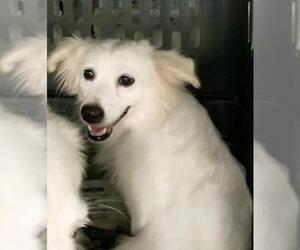 American Eskimo Dog Dogs for adoption in Pembroke, GA, USA