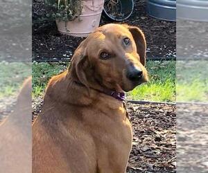 Redbone Coonhound Dogs for adoption in Rockaway, NJ, USA
