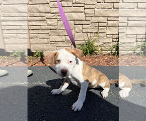 Mutt Dogs for adoption in Sterling, MA, USA