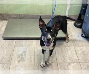 American Staffordshire Terrier-Unknown Mix Dogs for adoption in Grand Prairie, TX, USA