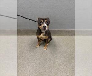 American Pit Bull Terrier-Unknown Mix Dogs for adoption in Las Vegas, NV, USA