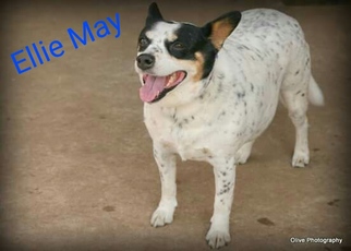 Mutt Dogs for adoption in Wagoner, OK, USA