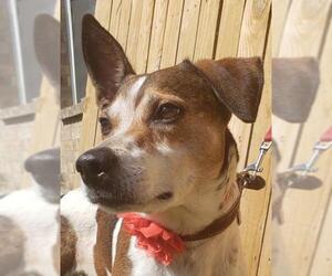 Jack-A-Bee Dogs for adoption in McKinney, TX, USA