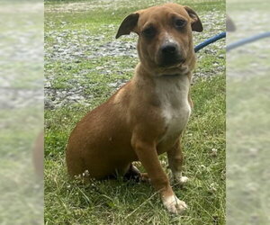 Mutt Dogs for adoption in Wetumpka, AL, USA