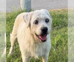 Mutt Dogs for adoption in San Antonio, TX, USA