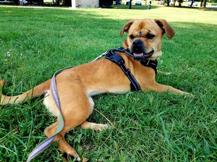 Bassugg Dogs for adoption in Nashville, TN, USA