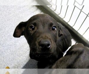 Medium Photo #1 American Pit Bull Terrier Puppy For Sale in Orange, CA, USA