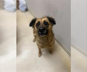 German Shepherd Dog-Unknown Mix Dogs for adoption in Chula Vista, CA, USA