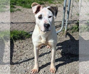 American Bulldog-Unknown Mix Dogs for adoption in Anniston, AL, USA