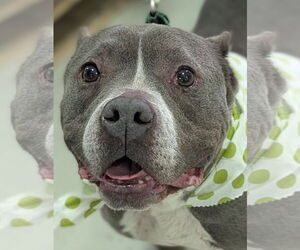 Mutt Dogs for adoption in Hillsboro, NH, USA