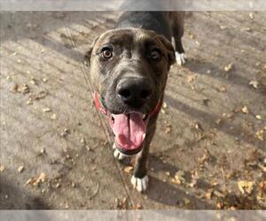 German Shepherd Dog-Unknown Mix Dogs for adoption in Tulsa, OK, USA