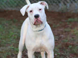 Bulloxer Dogs for adoption in Tallahassee, FL, USA