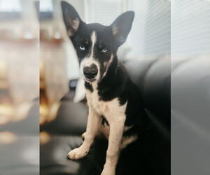 - Mix Dogs for adoption in Menifee, CA, USA