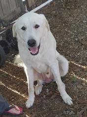 Great Pyrenees-Unknown Mix Dogs for adoption in Spring, TX, USA