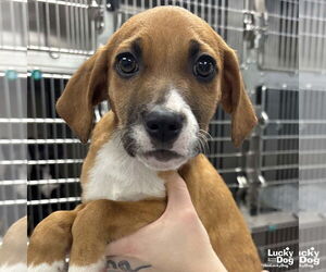 Boxer-Unknown Mix Dogs for adoption in Washington, DC, USA