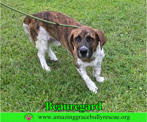 Basset Hound-Unknown Mix Dogs for adoption in Milton, FL, USA