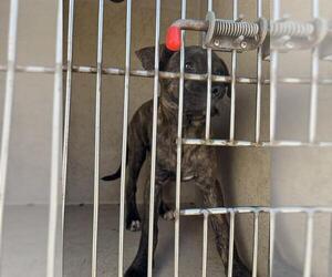 American Pit Bull Terrier-Unknown Mix Dogs for adoption in Oklahoma City, OK, USA
