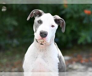 American Staffordshire Terrier-Bull Terrier Mix Dogs for adoption in Tavares, FL, USA
