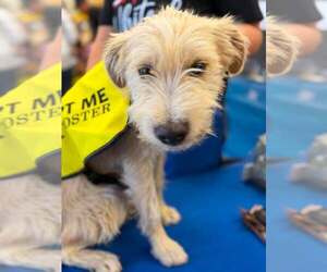 Poocan Dogs for adoption in Turlock, CA, USA