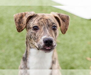 Labrador Retriever-Unknown Mix Dogs for adoption in Canton, CT, USA