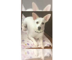 Chihuahua-Unknown Mix Dogs for adoption in New York, NY, USA