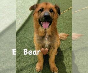 Chow Chow-Unknown Mix Dogs for adoption in Santa Ana, CA, USA
