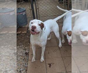 American Bulldog Dogs for adoption in Athens, AL, USA