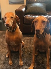 Vizsla Dogs for adoption in Los Angeles, CA, USA