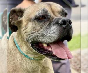 Mutt Dogs for adoption in Davis, CA, USA