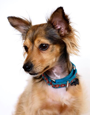 Mutt Dogs for adoption in Carlsbad, CA, USA
