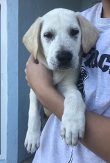 Medium Photo #1 Great Pyrenees-Unknown Mix Puppy For Sale in Royal Palm Beach, FL, USA