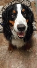 Bernese Mountain Dog Dogs for adoption in Pittsburg, CA, USA