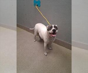 Mutt Dogs for adoption in Las Vegas, NV, USA