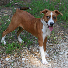 Small Boxer-Collie Mix