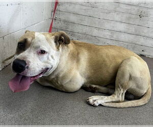 American Pit Bull Terrier-Unknown Mix Dogs for adoption in San Bernardino, CA, USA